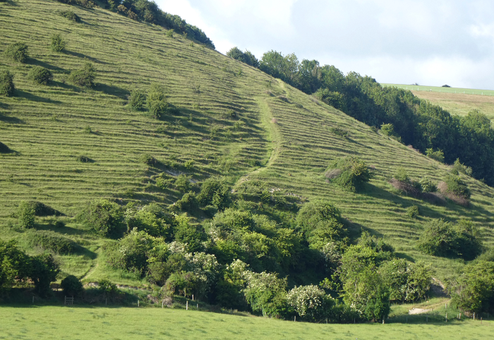 A grassy hillside with terraced ridges, scattered bushes, and trees along the slope and base.