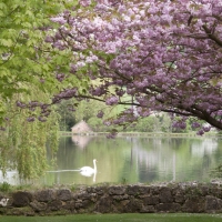 Ansty Village Pond