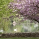 Ansty Village Pond