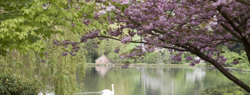 Ansty Village Pond