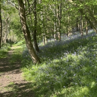 A sunlit forest path beside a slope covered with blooming bluebells and green foliage.
