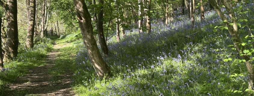 A sunlit forest path beside a slope covered with blooming bluebells and green foliage.